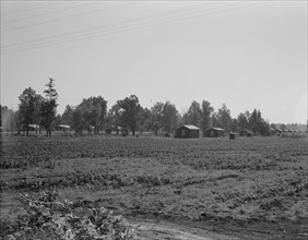 Delta cooperative farms, Hillhouse, Mississippi, 1937. Creator: Dorothea Lange.