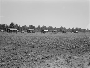 Delta cooperative farm cabins and cotton, Hillhouse, Mississippi, 1937. Creator: Dorothea Lange.
