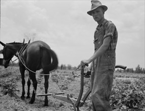 Son of sharecropper family at work in the cotton near Chesnee, South Carolina, 1937. Creator: Dorothea Lange.