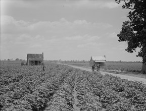 A cotton patch in the Delta area in Mississippi, 1937. Creator: Dorothea Lange.