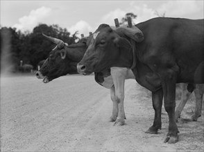 Ox team that hauls pulpwood, Bay Saint Louis, Mississippi, 1937. Creator: Dorothea Lange.