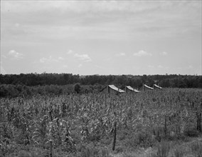 Cabins in the corn, South Georgia, 1937. Creator: Dorothea Lange.