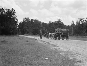 Ox team used to haul pulpwood, Mississippi, 1937. Creator: Dorothea Lange.