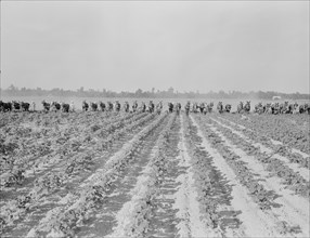 Cultivating cotton at Lake Dick project, Arkansas, 1938. Creator: Dorothea Lange.