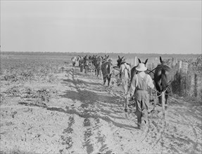 Farmers with mule teams and cultivators, Lake Dick project, Arkansas, 1938. Creator: Dorothea Lange.
