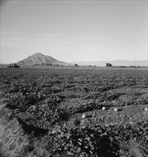 Cantaloupe field, desert agriculture on the Mexican border, Imperial Valley, California, 1938. Creator: Dorothea Lange.