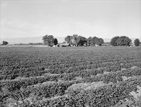 Cantaloupe field and ranch house, Imperial Valley, California, 1938. Creator: Dorothea Lange.