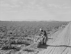 Mexican cantaloupe worker at 5:00 am, Imperial Valley, California, 1938. Creator: Dorothea Lange.