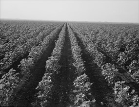 The Black Wax area of Texas, near Georgetown, Texas, 1938. Creator: Dorothea Lange.