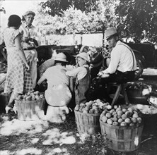 Utah farm family in the orchard at peach harvest, near Springdale, Utah, 1938. Creator: Dorothea Lange.