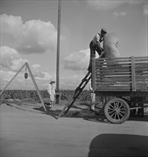 Loading cotton after weighing, San Joaquin Valley, California, 1938. Creator: Dorothea Lange.