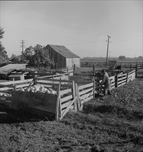 Farmyard of rural rehabilitation client, Tulare County, California, 1938. Creator: Dorothea Lange.