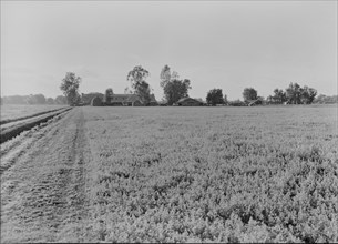 Barns of the old Mineral King Ranch seen across alfalfa field, Tulare County, California, 1938. Creator: Dorothea Lange.