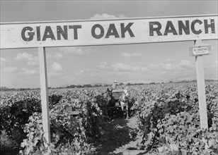 Vineyard during harvest, large-scale farming, Tulare County, California, 1938. Creator: Dorothea Lange.