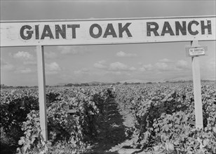 Vineyard during harvest, Tulare County, California, 1938. Creator: Dorothea Lange.