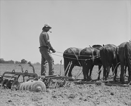 Disc drawn by seven horses used in the cornfields of California, Tulare County, California, 1937. Creator: Dorothea Lange.
