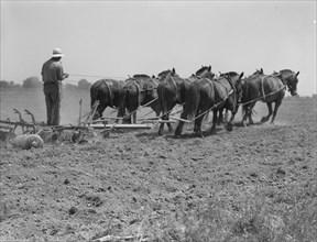 Seven-horse disc used in cultivating corn, Tulare County, California, 1937. Creator: Dorothea Lange.