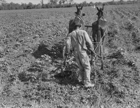 Sharecropper cultivating cotton with team, Near Shreveport, Louisiana, 1937. Creator: Dorothea Lange.