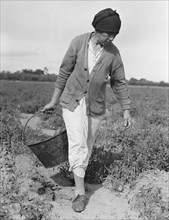 Mexican grandmother...harvesting tomatoes, Santa Clara Valley, California, 1938. Creator: Dorothea Lange.