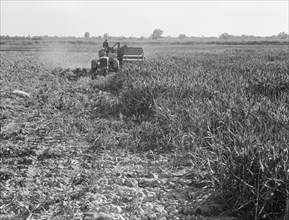 All-crop harvesting, Tulare County, California, 1938. Creator: Dorothea Lange.