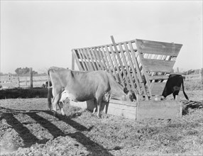 Farmyard scene, FSA's rural rehabilitation client, Tulare County, California, 1938. Creator: Dorothea Lange.