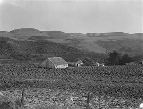 Artichoke ranch, near Half Moon Bay, California, November 14, 1938. Creator: Dorothea Lange.