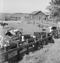 FSA tenant purchase client's herd, near Manteca, California, November 1938. Creator: Dorothea Lange.