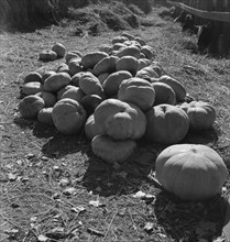 Pumpkins in barnyard to feed cows of rehabilitation client, San Joaquin County, California, 1938. Creator: Dorothea Lange.