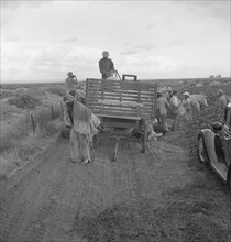 Cotton pickers emptying sacks, Kern County, California, 1938. Creator: Dorothea Lange.