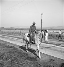 Cowboy bringing cattle in from range, Contra Costa County, 1938. Creator: Dorothea Lange.