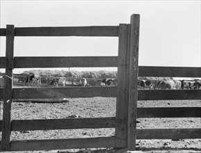 Farm Security Administration (FSA) tenant purchase client's herd, near Manteca, California, 1938. Creator: Dorothea Lange.