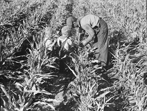 Formerly rehabilitation client harvesting milo maize, Near Manteca, California, 1938. Creator: Dorothea Lange.