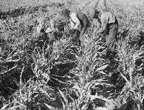 Formerly rehabilitation client harvesting milo maize, near Manteca, California, 1938. Creator: Dorothea Lange.