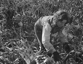 Formerly rehabilitation clients now operating own farm, near Manteca, California, 1938. Creator: Dorothea Lange.