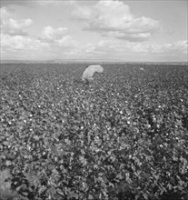 Migratory field workers picking cotton in the San Joaquin Valley, California, 1938. Creator: Dorothea Lange.