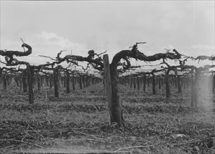 Vineyard during pruning, Tulare County, California, 1939. Creator: Dorothea Lange.