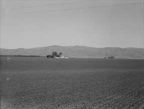 Large-scale agriculture (peas) and old style California ranch house, near King City, CA , 1939. Creator: Dorothea Lange.