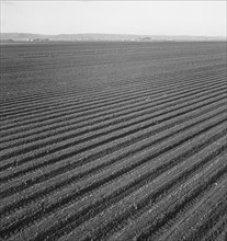 Large scale, commercial agriculture, Salinas Valley, California , 1939. Creator: Dorothea Lange.