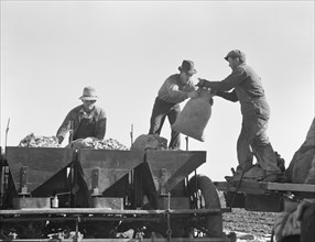 Loading bins of potato planter which fertilizes and plants potatoes..., Kern County, CA, 1939. Creator: Dorothea Lange.