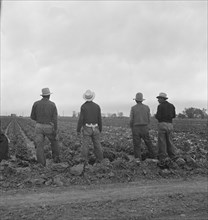 Filipinos waiting for the signal...cutting lettuce, near Westmorland, Imperial Valley, CA, 1939. Creator: Dorothea Lange.