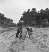 Thirteen year old daughter of Negro sharecropper planting..., near Olive Hill, North Carolina, 1939. Creator: Dorothea Lange.
