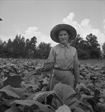 Possibly: Owner's daughter topping tobacco, Granville County, North Carolina, 1939. Creator: Dorothea Lange.