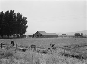 On tenant purchase program, west of Toppenish,  Yakima Valley, Washington, 1939. Creator: Dorothea Lange.