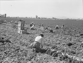 Large scale agriculture, near Meloland, Imperial Valley, 1939. Creator: Dorothea Lange.