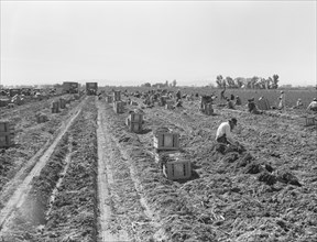 Large-scale agricultural gang labor, near Meloland, Imperial Valley, 1939. Creator: Dorothea Lange.