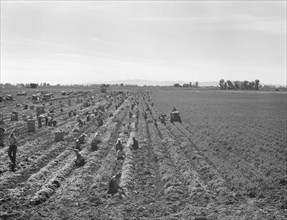Possibly: Large scale agriculture, near Meloland, Imperial Valley, 1939. Creator: Dorothea Lange.