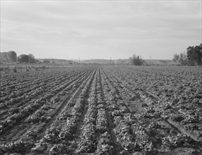 Lettuce field near Ontario, Malheur County, Oregon, 1939. Creator: Dorothea Lange.