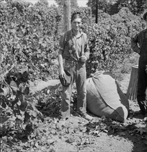 Young migrant worker brings his hops to weigh scales, near Independence, Polk County, Oregon, 1939. Creator: Dorothea Lange.