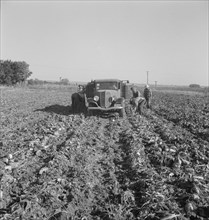 Loading a truck in a sugar beet field, Ontario, Malheur County, Oregon, 1939. Creator: Dorothea Lange.