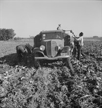 Loading truck in sugar beet field, near Ontario, Malheur County, Oregon, 1939. Creator: Dorothea Lange.